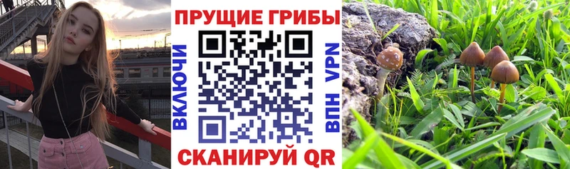 Галлюциногенные грибы прущие грибы  закладки  MEGA как зайти  Пестово 